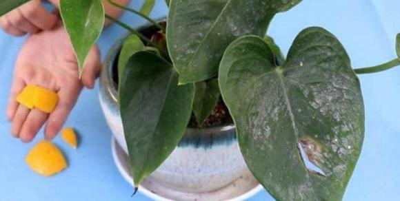 Đừng vội vứt những 'rác' này, hãy tận dụng nó để trồng cây, vừa thân thiện với môi trường vừa tiết kiệm chi phí