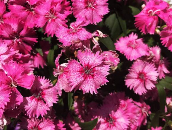 Người sinh vào những ngày nào có thể trở thành ngôi sao may mắn của cả gia đình, mang đến sự hòa thuận, làm ăn phát đạt?