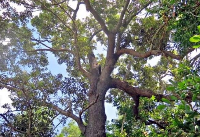 Việt Nam có loài cây cứng hơn sắt, quý hơn vàng: Cả thế giới chỉ còn 13 cây, có nguy cơ tuyệt chủng