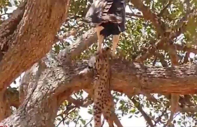 CLIP: Tóm báo săn con và ăn thịt, đại bàng nhận 'quả báo' ngay sao đó