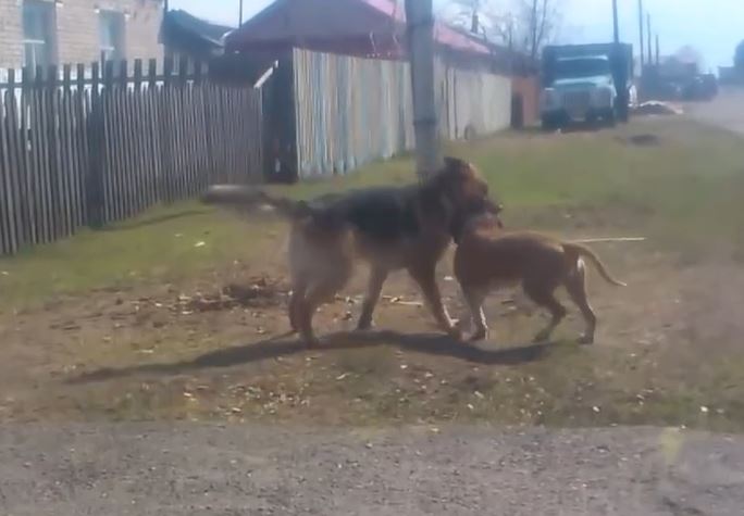 CLIP: 'Nín thở' xem màn tử chiến kịch tính của chó Becgie và Pitbull