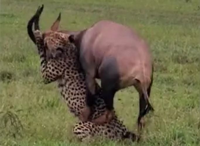 CLIP: Đi săn linh dương, con báo từ kẻ đi săn trở thành con mồi