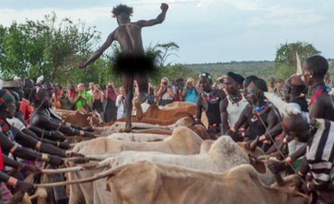 CLIP: Bộ tộc với nghi lễ kỳ lạ, muốn lấy vợ đàn ông phải khỏa thân nhảy qua lưng bò