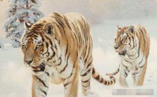 3 con giáp là 'con ma' khó ưa chốn công sở, đặc biệt những con hổ siêu kiêu ngạo và coi thường đồng nghiệp khác