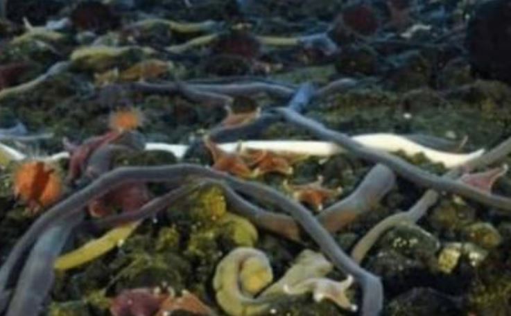 Đây là sinh vật dài nhất thế giới: Không phải là rắn, có thể dài tới 55 mét, dài hơn một tòa nhà 18 tầng