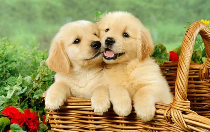 Từ ngày 12/3 - 22/3: 4 con giáp may mắn, sự nghiệp thăng hoa, tài lộc dồi dào