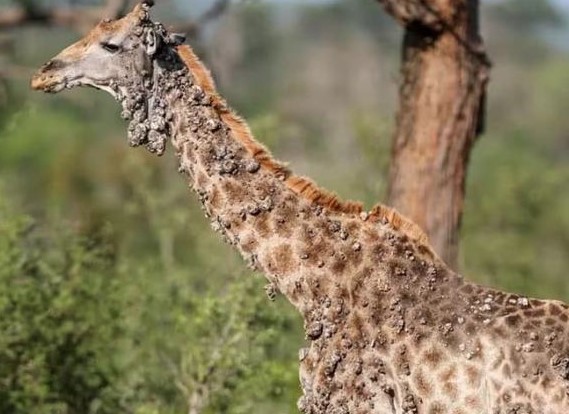 Hươu cao cổ mắc bệnh hiếm gặp, người sần sùi như khúc gỗ, ai nhìn cũng sợ