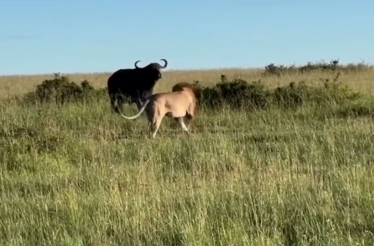 CLIP: Trâu rừng đang mang thai bị dồn vào đường cùng, quay lại tấn công sư tử và cái kết ‘một xác 2 mạng’