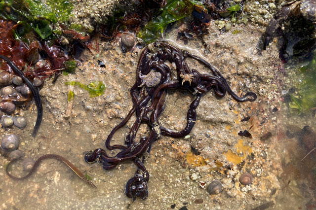 Giun dây - Loài động vật dài nhất thế giới khiến cá voi xanh phải chào thua