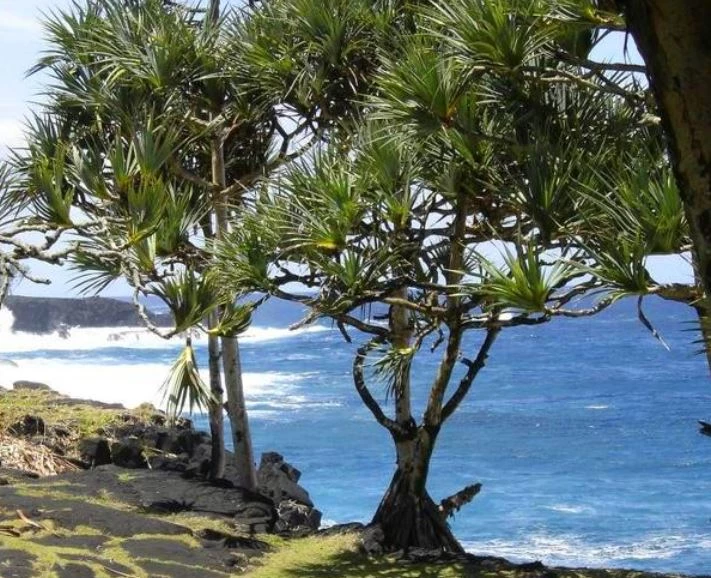 Cây Pandanus candelabrum