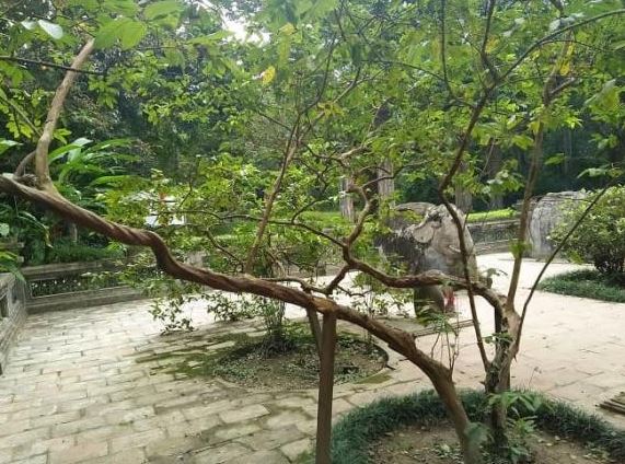 Huyền bí cây ổi gần 100 năm tuổi biết 'cười' ở di tích Lam Kinh (Thanh Hóa), bứng 'con cháu' rời đất thiêng là hết nhiệm màu