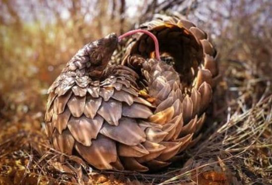 Loài động vật quý hiếm cả thế giới chỉ 9 nước có, Việt Nam vừa đón tin vui!