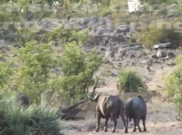 CLIP: Đàn trâu rừng hóa 'người hùng', cứu voi con khỏi hàm răng sắc nhọn của bầy sư tử và cái kết