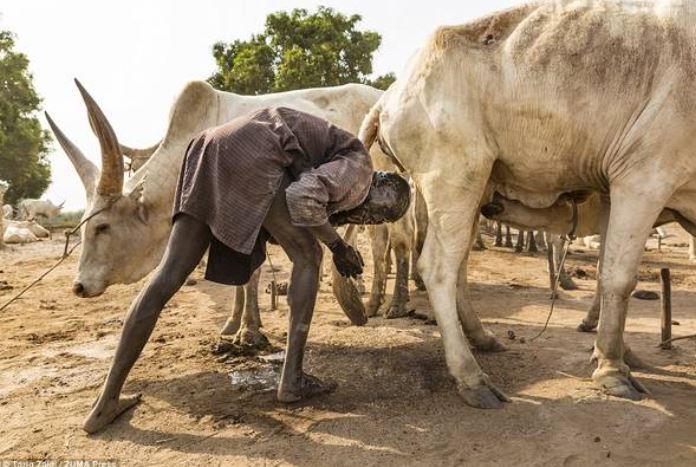 Ảnh hiếm về bộ lạc gội đầu bằng nước tiểu bò, dùng phân làm thuốc, kem dưỡng da