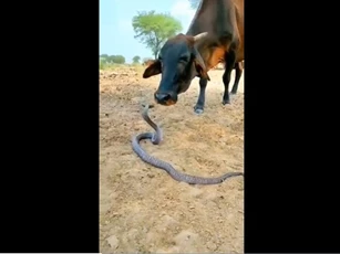 CLIP: Chú bò chơi đùa với rắn độc gây sốt, hàng nghìn người tò mò