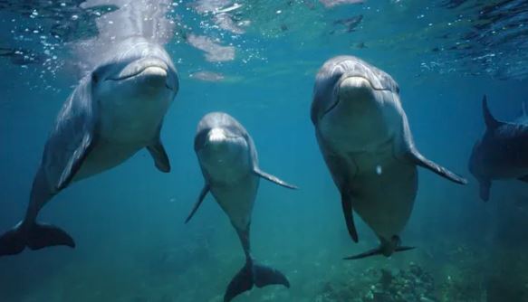 Những sự thật bất ngờ về loài cá heo, 'bộ não thông minh của đại dương'
