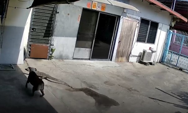 CLIP: Cuộc đối đầu nghẹt thở của chó với thằn lằn ngăn không cho vào nhà