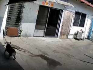 CLIP: Cuộc đối đầu nghẹt thở của chó với thằn lằn ngăn không cho vào nhà