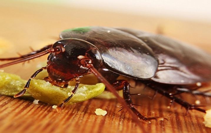 Mách bạn cách diệt gián đơn giản và hiệu quả tại nhà, vừa sạch sẽ lại không phải dùng hóa chất