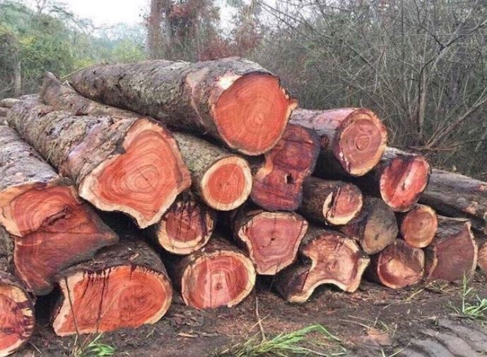 Loại gỗ ở Việt Nam được xem là kho báu của thiên nhiên: Quý như kim cương, giá vô cùng đắt đỏ