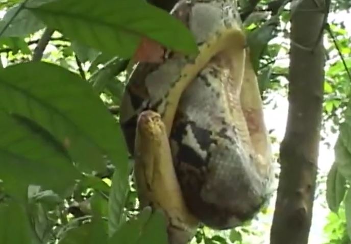 CLIP: Trăn gấm 'khủng' tung đòn chí mạng, xử tử khỉ con trong tích tắc