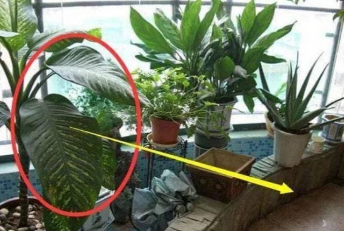 Đặt những thứ này ở ban công, tài lộc tiêu tán, càng để lâu càng hao hụt!