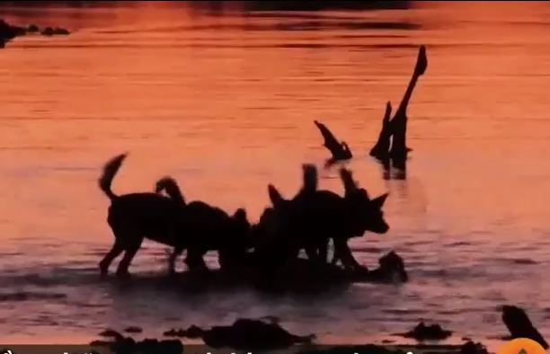 CLIP: Bầy chó hoang châu Phi đói liều mình lao xuống nước săn linh dương Impala và cái kết dễ đoán