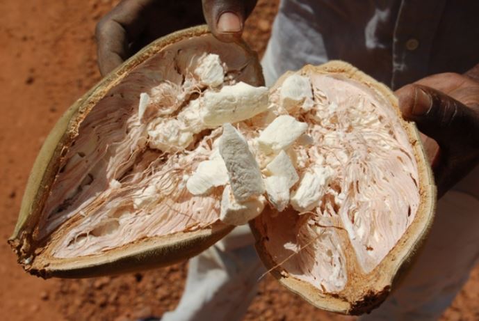 Loài thực vật được người dân châu Phi xem như 'cây thánh', không chỉ cứu đói mà còn 'cứu khát'