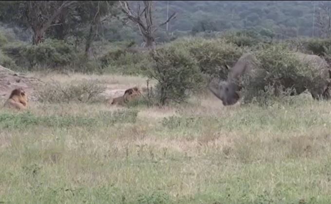 CLIP: Tê giác 'ghé thăm' 2 con sư tử đang nghỉ ngơi và phản ứng của kẻ đi săn khiến cư dân mạng 'sốc' nặng
