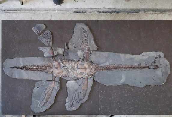 Tái tạo quái vật “bay trong nước” 183 triệu năm trước