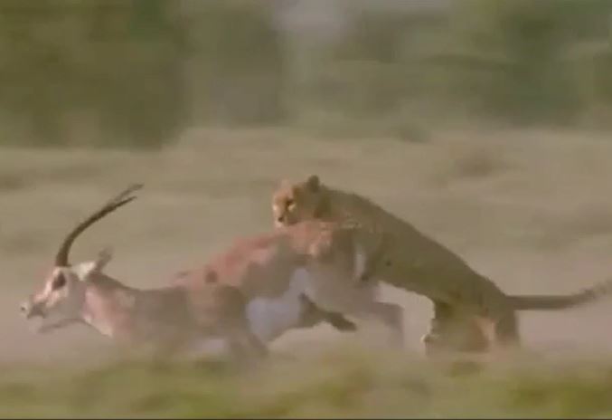 CLIP: Truy sát linh dương, báo săn bị con mồi húc cho trọng thương