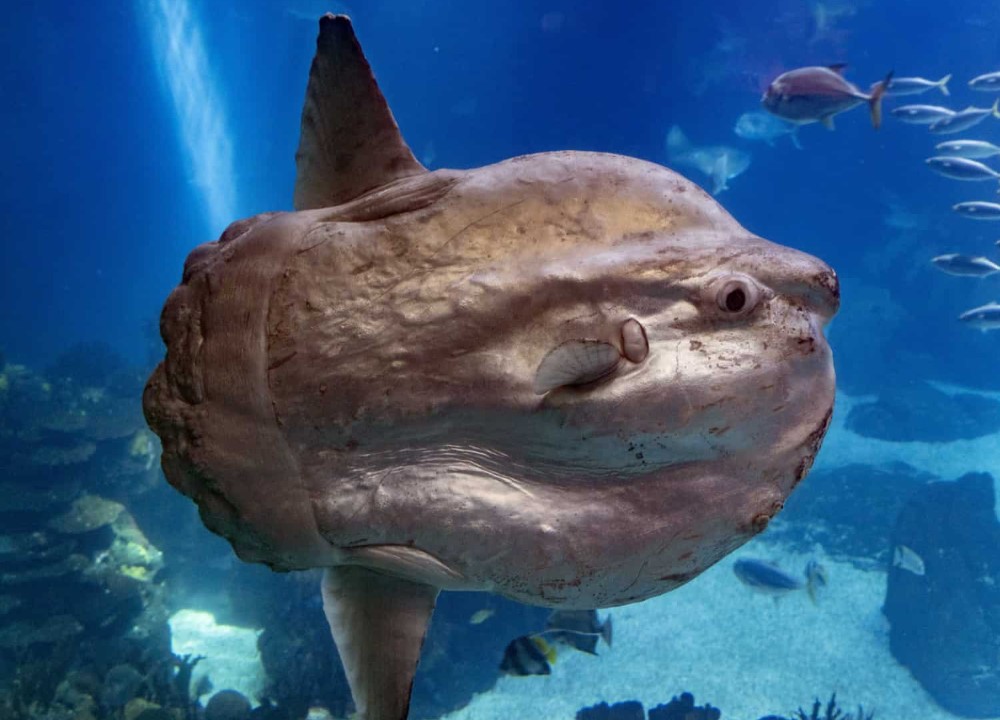 Loài động vật đẻ hàng trăm triệu trứng nhưng vẫn là động vật quý hiếm