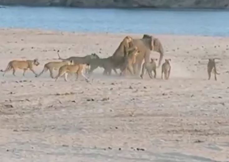 CLIP: Bị 14 con sư tử cắn xé, voi đơn độc vẫn khiến chúa tể đồng cỏ 'ôm hận'