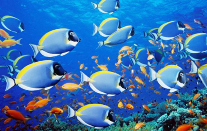 Vì sao cá có thể uống nước biển mặn, còn con người thì không?