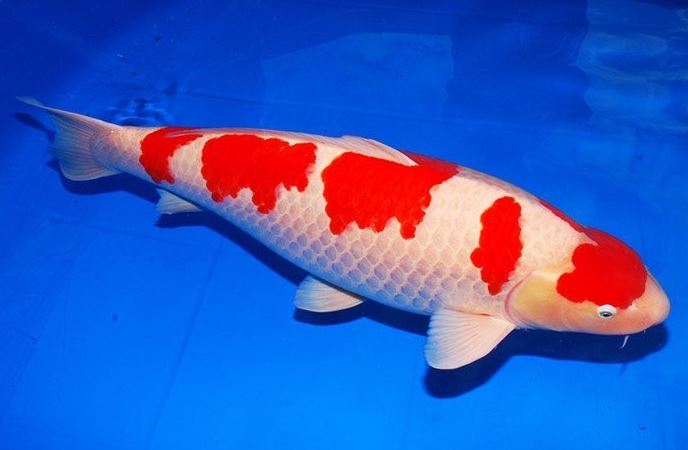 Top 10 loài cá đắt giá nhất trên thế giới, có loài hơn 34 tỷ đồng/con