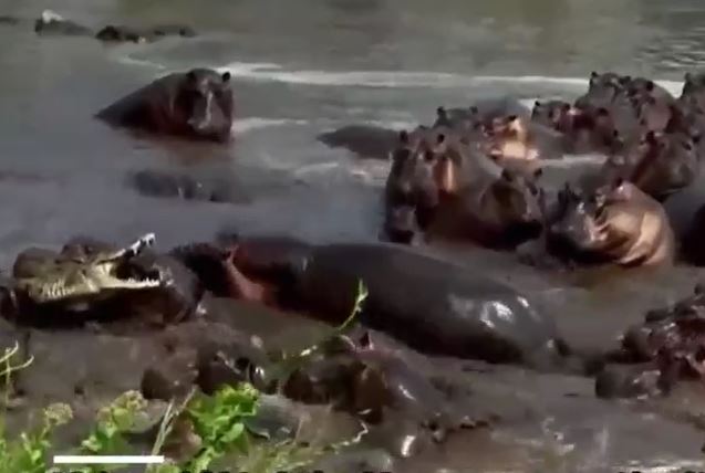 CLIP: Rơi vào vòng vây của hơn 30 con hà mã, cá sấu nhận cái kết tan xương nát thịt