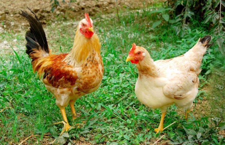 Dù có cánh nhưng tại sao gà không thể bay như chim?