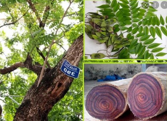 Loại gỗ ở Việt Nam được mệnh danh là 'vàng lộ thiên', cây 20 năm tuổi trở lên đã có giá hàng chục tỷ đồng