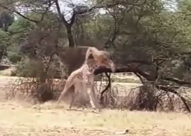 CLIP: Sư tử 'tung chiêu', hạ gục hươu cao cổ trong chớp mắt
