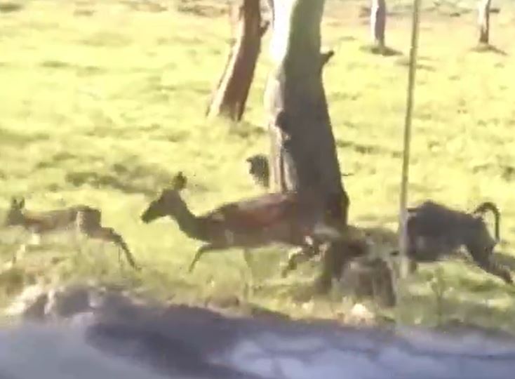 CLIP: Bị khỉ đầu chó bắt mất con, linh dương mẹ nổi cơn thịnh nộ, quyết trả thù và cái kết gây chú ý