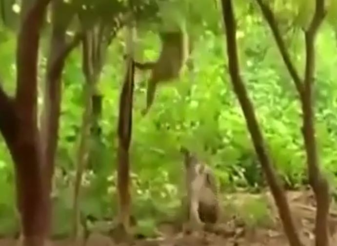 CLIP: Khỉ dở bài nhây, chọc đàn hổ nổi điên nhưng cái kết mới gây chú ý