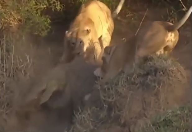 CLIP: Rủ nhau sau cá sấu, đàn sư tử nhận cái kết bẽ mặt