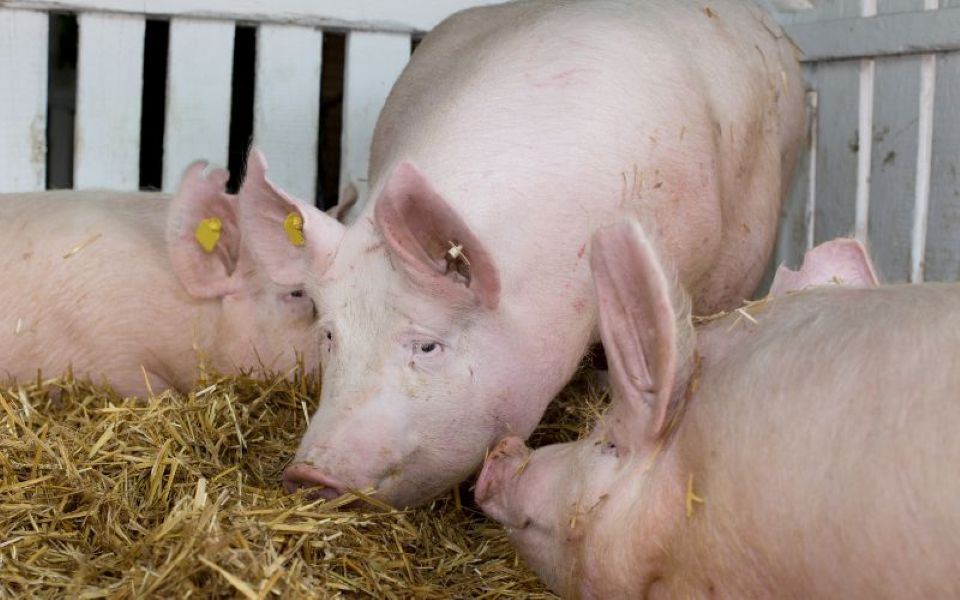 Giá heo hơi ngày 19/3/2025: Xu hướng giảm tiếp tục, mức giá xuống dưới 80.000 đồng/kg 