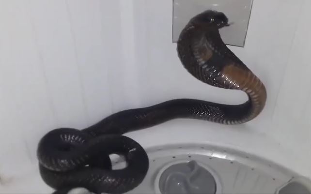 CLIP: Gia chủ kinh hãi khi phát hiện rắn hổ mang chúa trong máy giặt