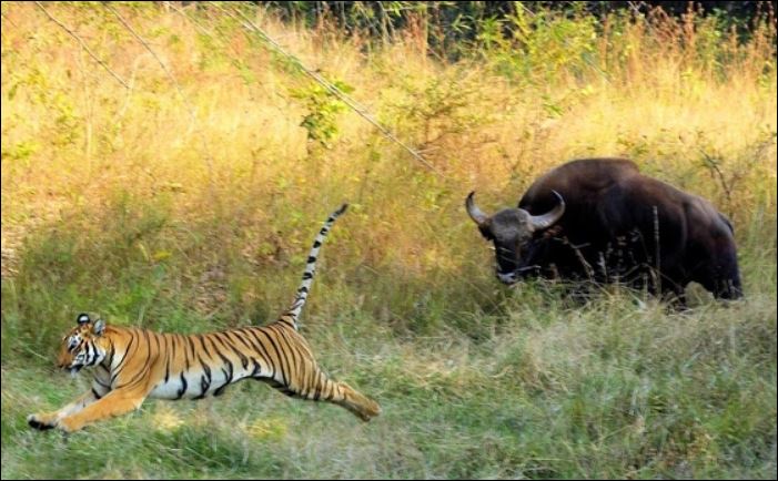 Điểm danh những loài động vật có đủ sức mạnh để hạ gục 'chúa sơn lâm' trong tự nhiên