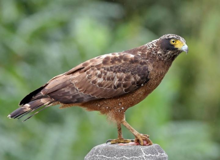 Loài chim mang vẻ đẹp dũng mãnh, nằm trong Sách Đỏ IUCN, là sát thủ của các loài rắn