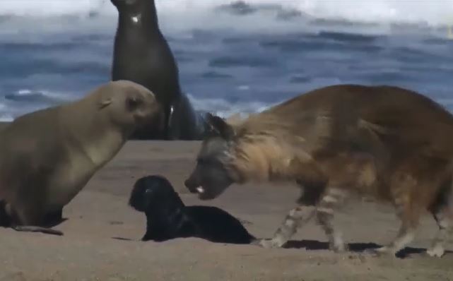 CLIP: Mò ra bờ biển săn hải cẩu con, linh cẩu nâu liền bị phụ huynh của con mồi đe dọa và cái kết
