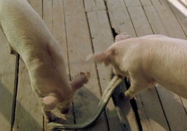 Có nọc độc nhưng tại sao rắn lại sợ lợn? Thậm chí bị lợn ăn thịt?