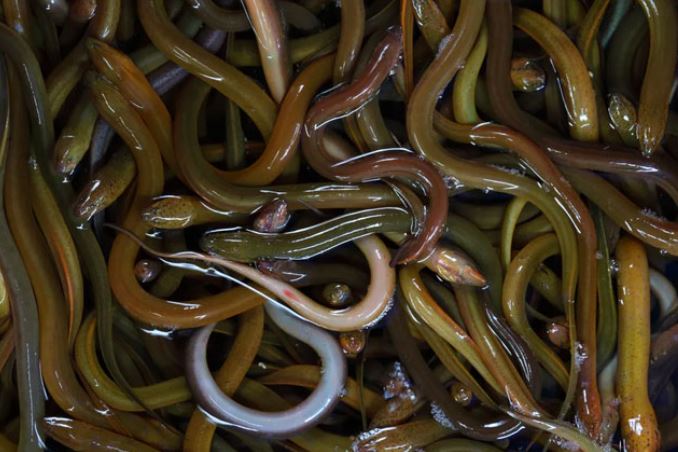 Không có độc nhưng tại sao lươn lại khiến rắn sợ hãi? Hóa ra là có nguyên nhân cả