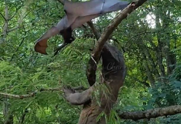 CLIP: Rồng Komodo nỗ lực phi thân lên cây săn dơi và cái kết gây chú ý